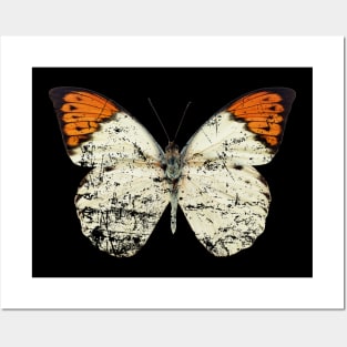 Butterfly Posters and Art